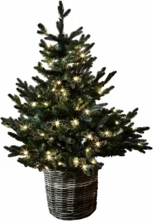 LOBERON Mantilly Sierboom groen