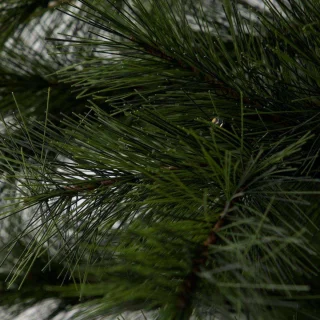Peuce Kerstboom Natuur 150cm