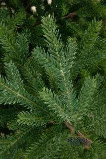 Royal Christmas Green Spruce Kunstkerstboom 150 cm