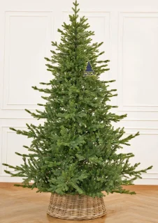 Royal Christmas Kerstboom Green Spruce 210 cm