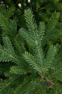 Royal Christmas Kunstkerstboom Green Spruce 150 cm