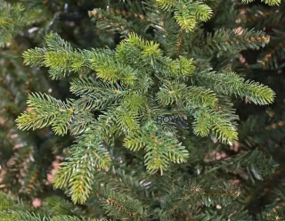 Royal Christmas - Royal Vermont Spruce kunstkerstboom 210 cm