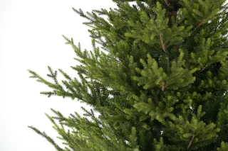 Sami Mountain Spruce Wood kunstkerstboom 183 cm