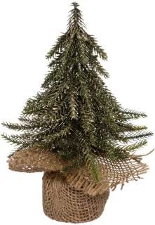 Sapin Branche Vert