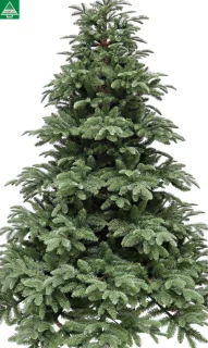 Triumph Tree Arlington kerstboom 185 cm