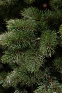Triumph Tree Camden Kunstkerstboom 185 cm Groen