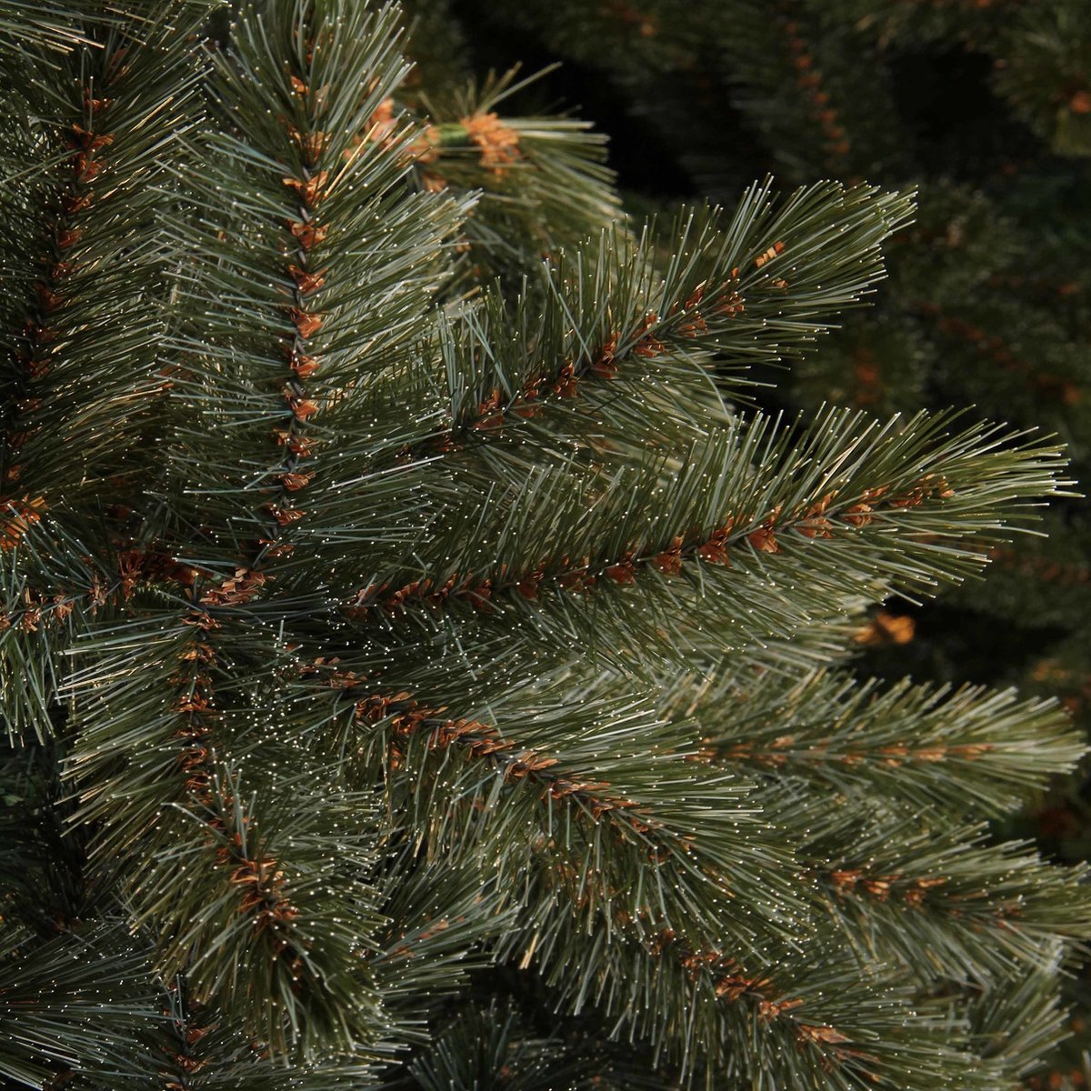 Triumph Tree Forest Frosted kunstkerstboom 155x119 Newgrowth Blue