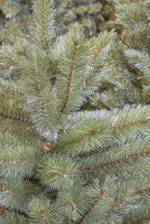 Triumph Tree Forest Frosted Kunstkerstboom H185xØ130 cm Groen