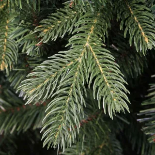 Triumph Tree kunstkerstboom Abies Nordmann 155 x 122 cm donkergroen