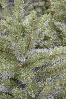 Triumph Tree Kunstkerstboom Forest Frosted Slim 230 cm
