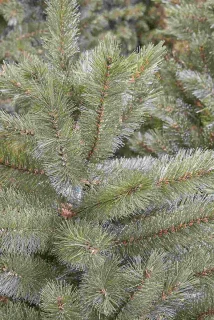 Triumph Tree Kunstkerstboom Forest Frosted Slim 260 cm