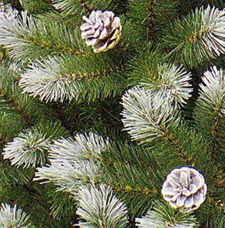 Triumph Tree Pittsburgh kunstkerstboom 185 x 102 cm groen