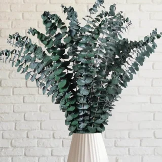 Eucalyptus douche
