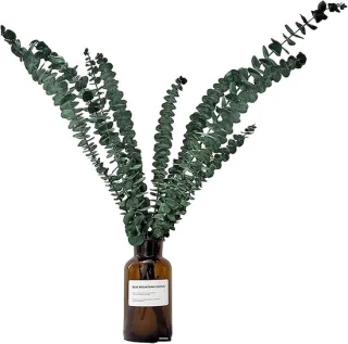Natuurlijke eucalyptus stelen - 10 stuks - 38-43 cm - groen