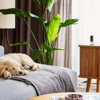 Ring Video Doorbell Battery Bundel met Chime en Binnencamera