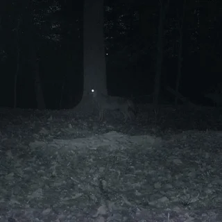 Carson Digitale Nachtkijker Pocket