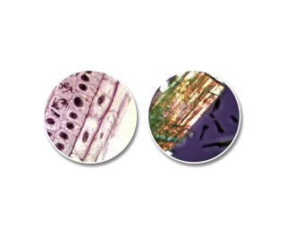 National Geographic Kinder Telescoop en Microscoop Set